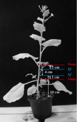 Nisin-based therapy: a realistic and eco-friendly biocontrol strategy to contrast Xylella fastidiosa subsp. pauca infections in planta